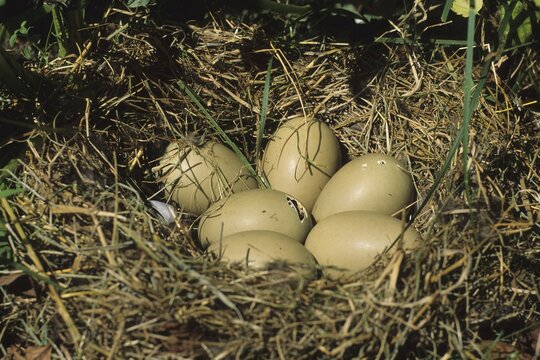 Tufted Duck's (Aythya fuligula) nest, commencement of hatching