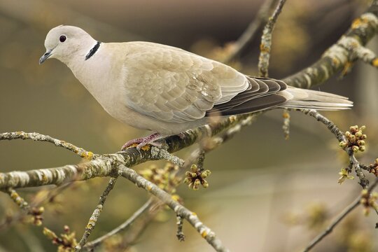 Collared Dove (Streptopelia decaocto), Allg&auml;u, Germany