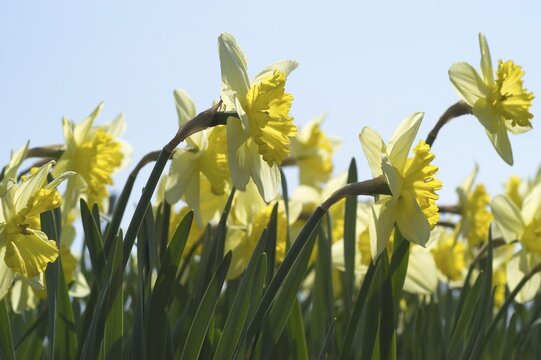 Narcissus pseudonarcissus daffodil