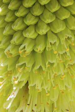 Pineapple flowers or Pineapple lilies (Eucomis sp.), inflorescence, detail, The Lost Gardens of Heligan, Cornwall, England, United Kingdom