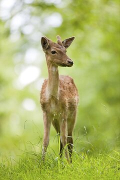 Fallow Deer (Dama dama), young fallow deer with velvet antler, captive, Bavaria, Germany