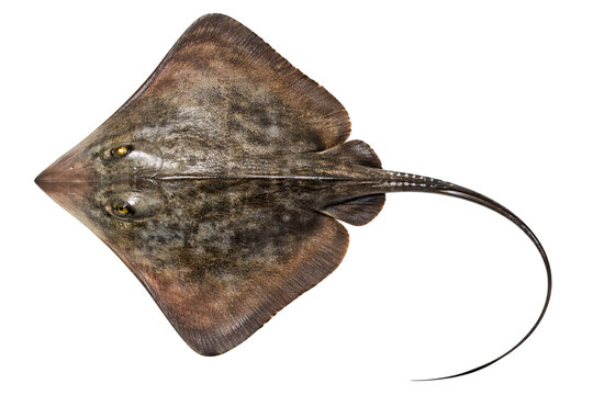 Top-down view of a thorny stingray with patterned skin and png isolated transparent