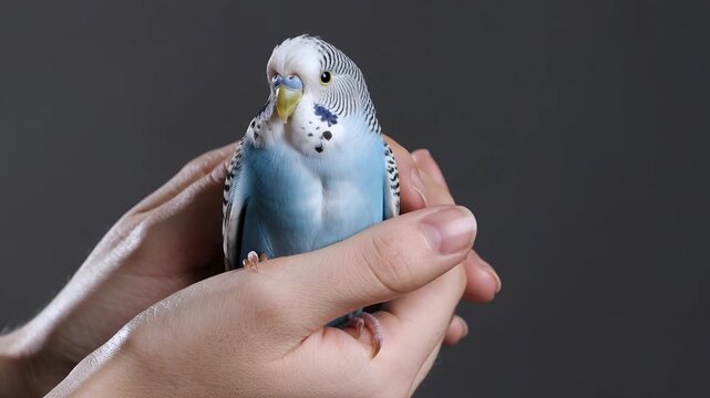 Budgerigar, blue parakeet and pet bird in hands for veterinary care, animal welfare and pet shop marketing. Owner, holding and small animal with wings, feathers and beak in house for domestic care.