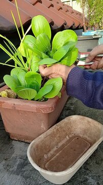 Bok Choy Plants in a Pot