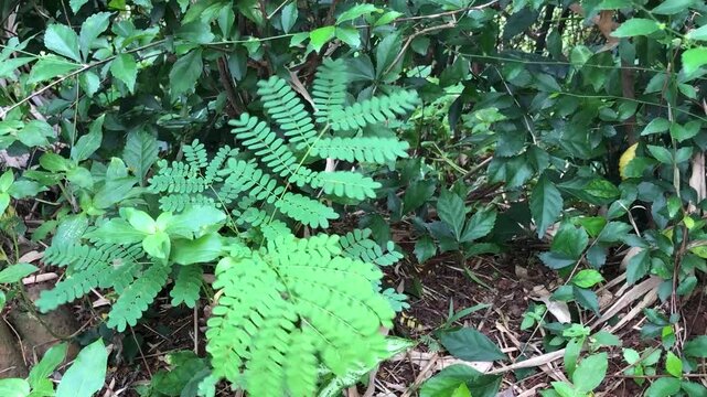 Swaying fern leaves in lush shaded garden. Wild forest foliage motion with tropical plant texture. Botanical greenery supports ecology and wellness visuals