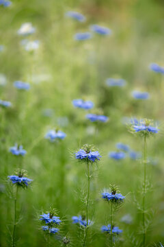 Spring background with blue blooming Nigella flowers. Nigella damascena, selective focus.
