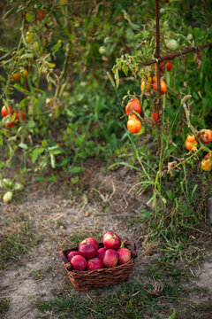 Basket with red apples on the grass in the garden.