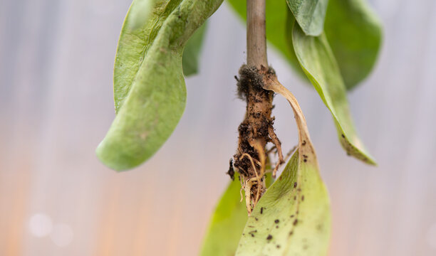 Close-up of a plant with a root system disease. Mold on the roots, fungus. Selective focus