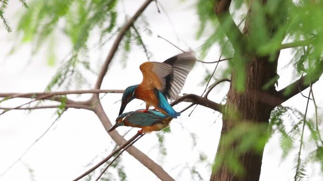 Close up of two Common Kingfishers (Alcedo atthis) mating on a tree branch in their natural habitat. Male bird fluttering its vibrant blue wings to balance during copulation.