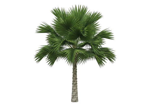 Single sabal palmetto palm tree isolated on transparent background