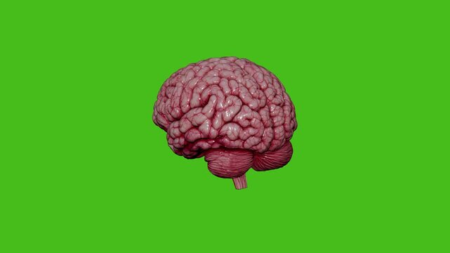 Rotating Human Brain Anatomy on Green Screen