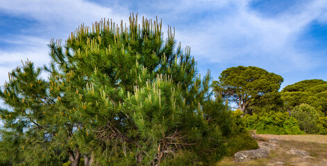Fototapeta premium Low level drone view of a lush pine bush under a magnificent blue sky with soft white clouds