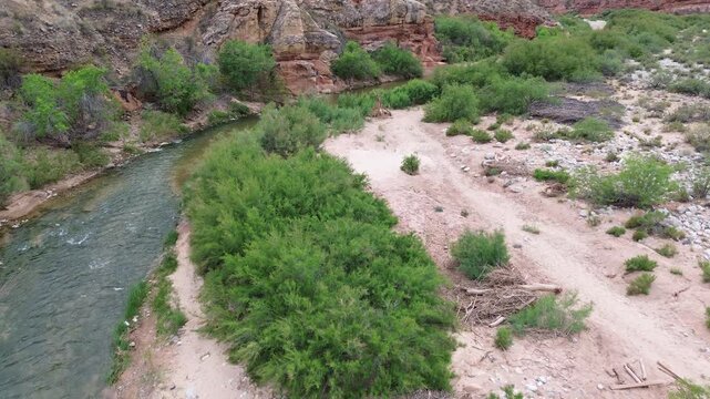 Green Virgin Riverbank - Virgin River Canyon - Northern Arizona