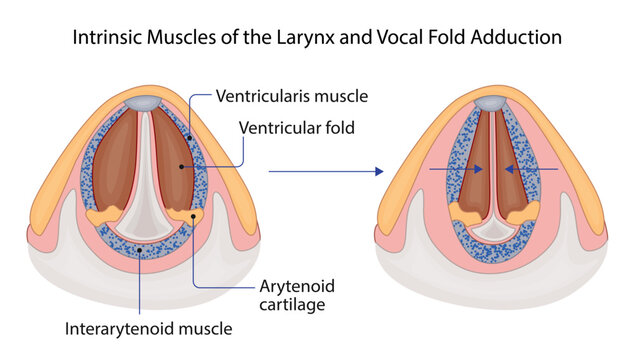 Intrinsic Muscles of the Larynx and Vocal Fold Adduction
Detailed laryngeal anatomy illustration demonstrating intrinsic muscles responsible for vocal cord adduction and glottic closure during speech 