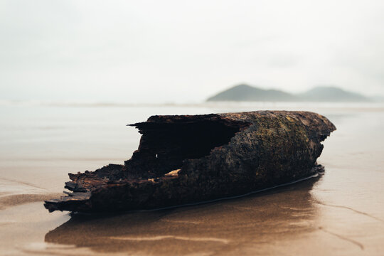 Weathered Driftwood Log on Wet Beach with Misty Mountain, Bertioga, Brazil