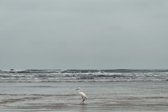 Snowy Egret Foraging on Wet Beach Sand, Bertioga, Brazil