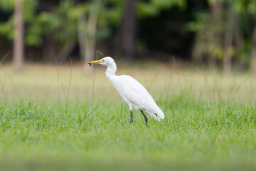 Obraz premium A white bird stands in lush green grass, poised and alert, possibly hunting for insects in a natural setting.
