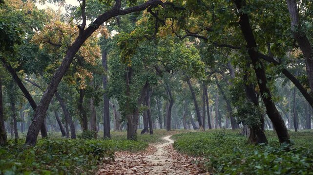 View of a narrow dirt path winding through a lush forest with tall trees and green foliage in Nepal.