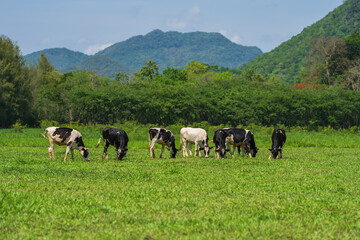 Naklejka premium dairy cows in the wild grazing fresh green grass in spring
