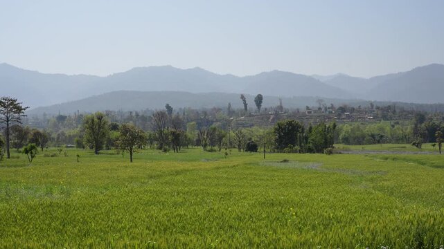 View of lush green fields and scattered trees with hazy mountains under a clear sky in Nepal.