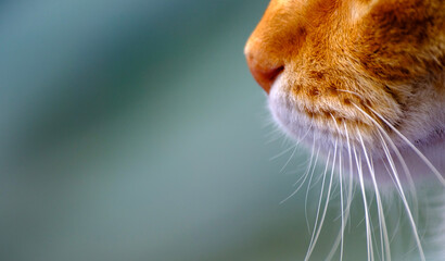 Extreme close-up macro shot of a ginger cat (Felis catus) focusing on its pink nose and long white whiskers. The soft blurred background creates a beautiful abstract feline portrait. © Buğra Kaan Ersoy