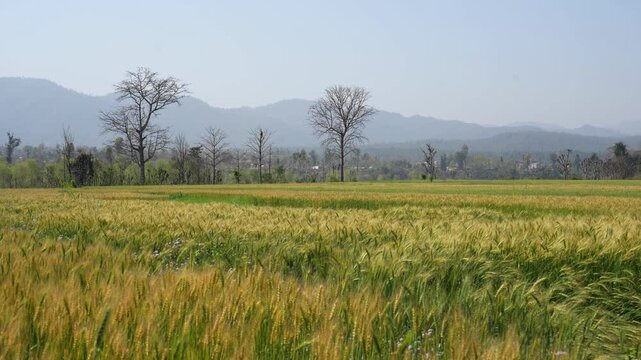 View of a vast green and yellow wheat field with leafless trees and hazy mountains under a clear sky in Nepal.