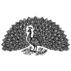 Fototapeta premium Peacock in full display, majestic bird with spread tail feathers