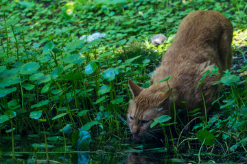wild cat is drinking © 辰龙