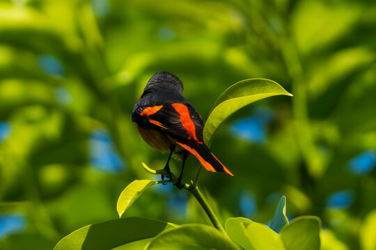 Grey-chinned Minivet on the tree