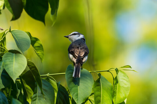 Swinhoe's Minivet on a branch