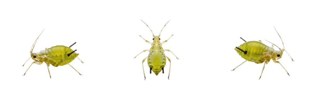 Queen root aphid, Pemphigus populivenae, Aphididae family, subterranean fundatrix profile, woolly wax secretion body armor, cereal crop root system phloem feeding damage tracking layout profile