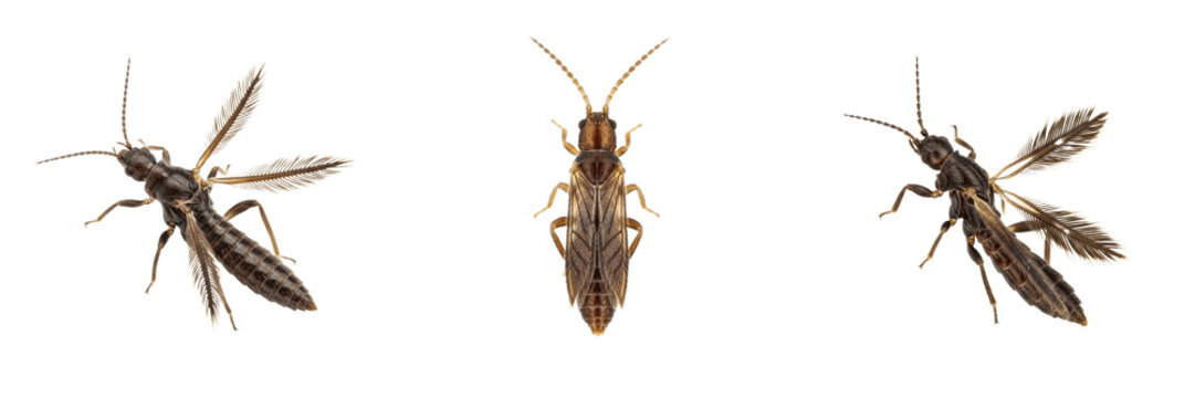 Queen thrips, Frankliniella occidentalis, Thripidae family, western flower thrip reproductive female, fringed wing feather margin structure, greenhouse crop foliage damage pathology index line