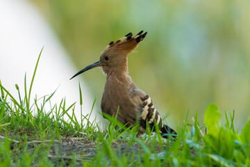 Common Hoopoe in the grass © 辰龙