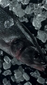 Sea bass fish fly up and fall down. Filmed on a high-speed camera at 1000 fps. High quality FullHD footage