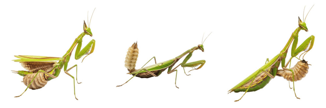 Queen mantis egg-laying female, Mantis religiosa, Mantidae family, european mantis ootheca architectural construction stance, froth secretion foam formation, garden insect predator profiling card