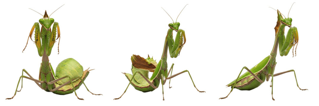 Queen praying mantis reproductive female, Tenodera sinensis, Chinese mantis gravid abdomen expansion profile, raptorial forelegs capture grasp structure, orchard ambush hunter tracker index
