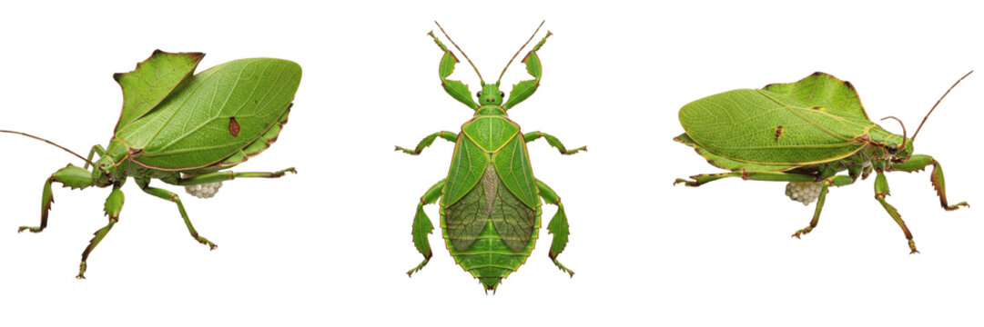 Queen leaf insect reproductive female, Phyllium bioculatum, Phylliidae family, foliaceous camouflage mimicry cluster, abdominal wing expansions leaf veins pattern, egg dispersal trajectory layout