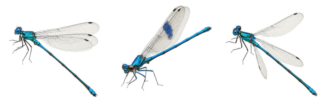 Queen damselfly reproductive female, Calopteryx splendens, Calopterygidae family, banded demoiselle submerged oviposition stance, saw-like ovipositor egg placement, river riparian habitat index