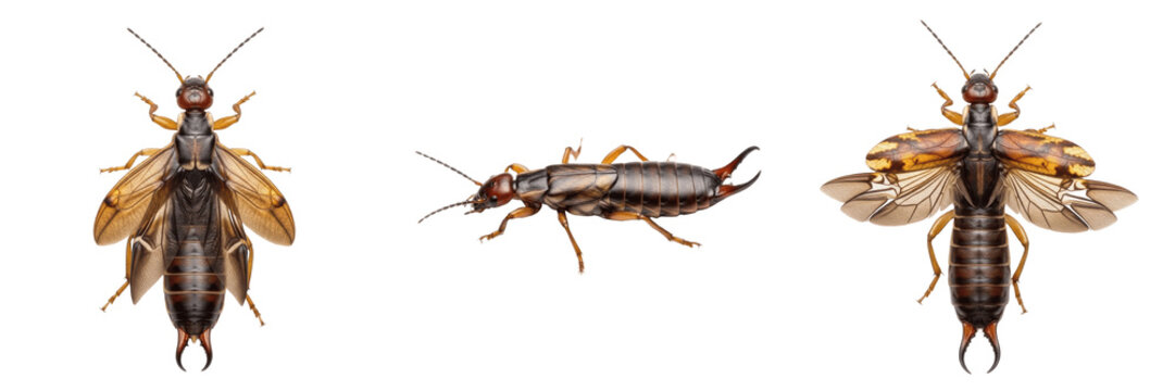 Queen earwig reproductive female, Forficula auricularia, Forficulidae family, common earwig maternal care nesting stance, subterranean brood chamber egg grooming behavior tracking map