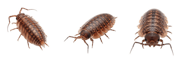 Queen barklouse reproductive female, Cerastipsocus venosus, Psocidae family, canopy web spinning herd behavior, roof-like wing venation, tree trunk lichen consumer index profile alignment layout © Jarasim
