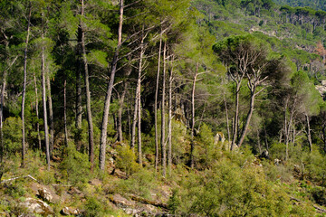 Fototapeta premium Tall thin pine tree trunks standing upright in a wild and dense woodland landscape