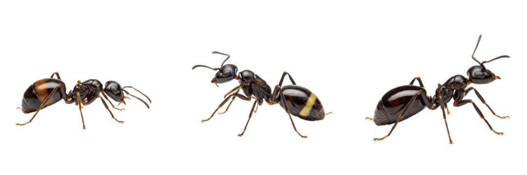 Macro queen ant, Solenopsis invicta, Formicidae family, red imported fire ant dealate head capsule magnification, dentate chewing mandibles edge, lateral compound eye facets configuration
