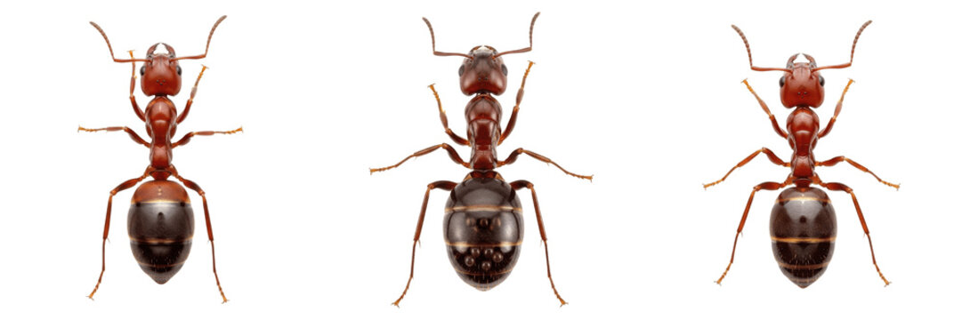 Queen ant top view, Lasius niger, Formicidae family, black garden ant dealate dorsal perspective symmetry pattern, expansive thoracic mesosoma scutellum, abdominal tergites segments layout