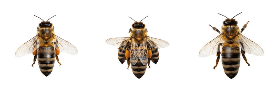 Queen bee with attendants, Apis mellifera, Apidae family, royal court behavioral interaction retinue, multiple sterile worker bees circle alignment, queen mandibular pheromone tracking