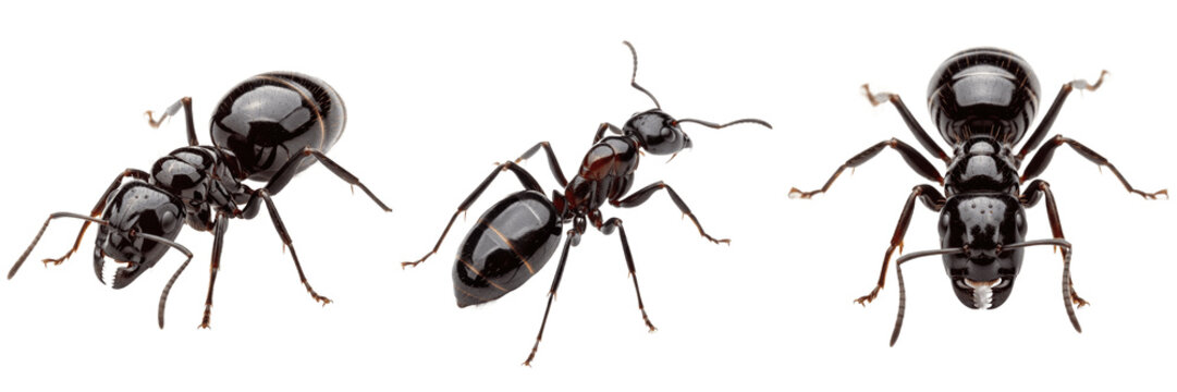 Queen ant dark glossy body, Lasius niger, Formicidae family, black garden ant dealate high-reflection exoskeleton shell, smooth pronotal scutum plate surface, gaster tergites clarity line