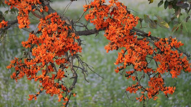 View of vibrant orange flowers blooming on a tree branch with a blurred green meadow in the background Nepal.
