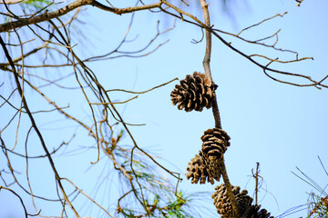Detailed view of dry pine cones hanging from bare branches under a clear blue sky © Buğra Kaan Ersoy