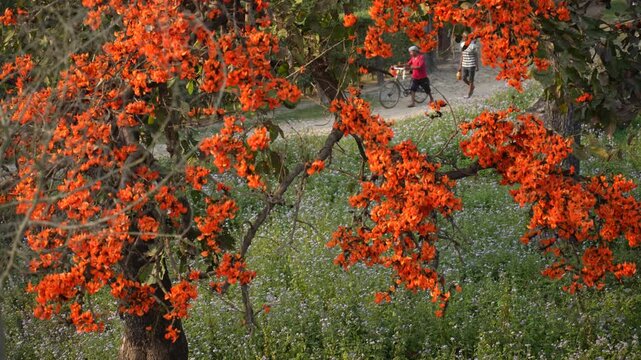 View of vibrant orange Butea monosperma flowers, also known as flame of the forest, blooming on tree branches in Nepal.