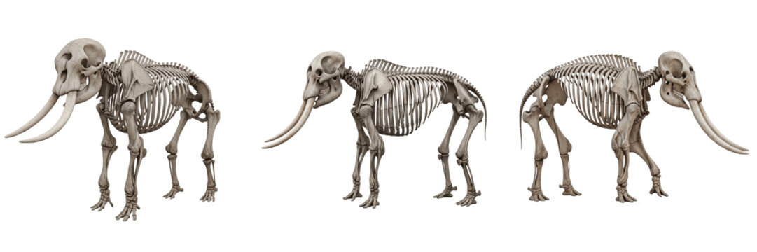 African elephant skeleton, Loxodonta africana, full body side view, detailed ivory tusk structure, realistic bone texture, centered composition, Proboscidea osteology, mammalian anatomy profile