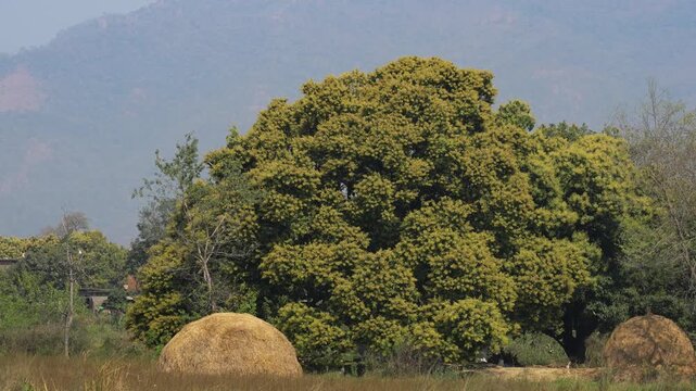 View of traditional haystacks in a rural field with large green trees and misty mountains in the background Nepal.